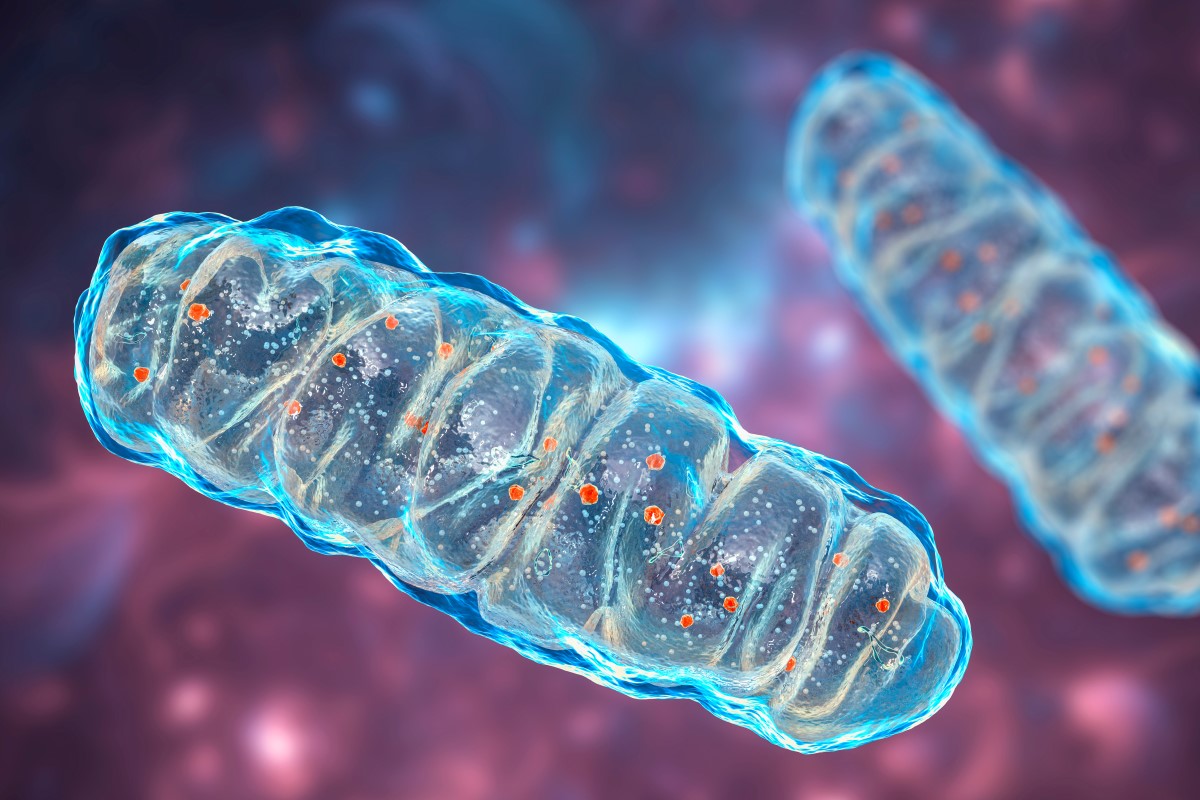 A closeup rendering of mitochondria.