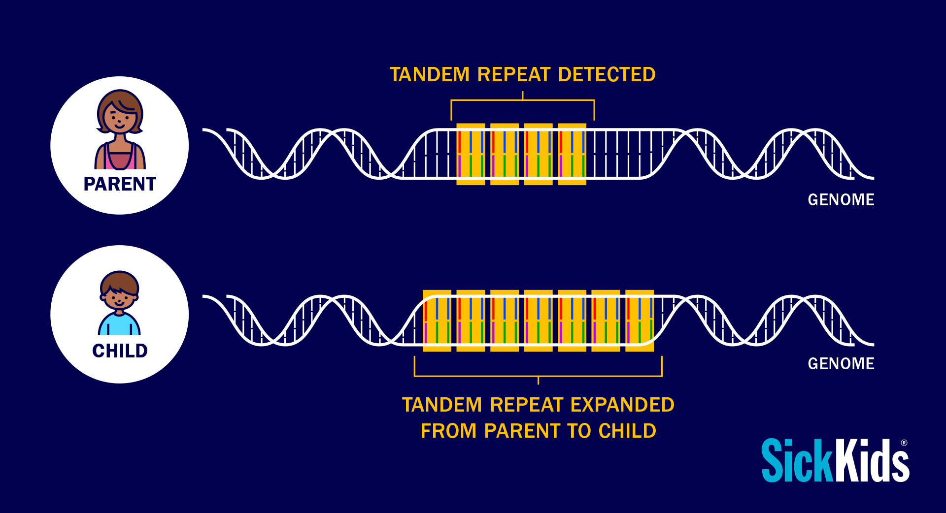 Infographic showing that tandem repeats are inherited from a parent genome and expanded in the genome of a child