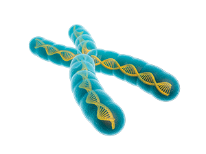 A chromosome showing strands of DNA inside it.