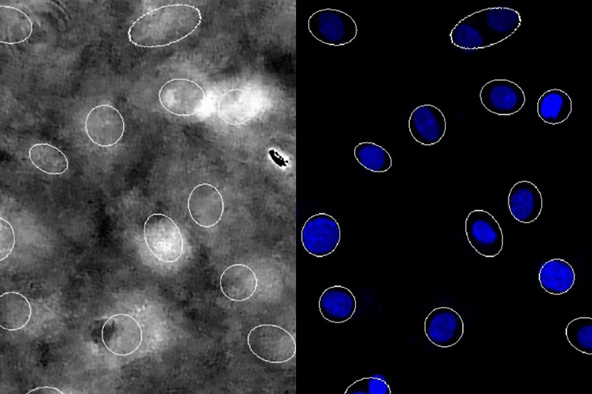 Small highlighted circles in grayscale indicate nuclei segmentation, next to bright blue circles in a similar location showing nuclei location after live-staining.