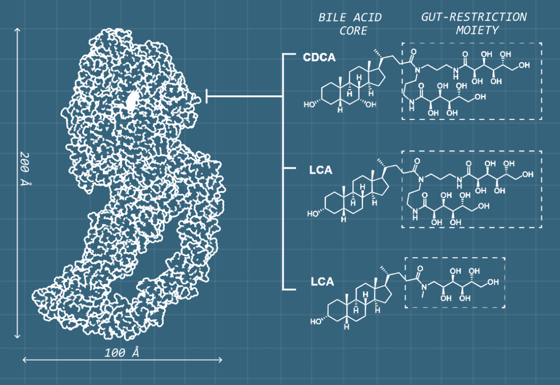 Diagram showing C. difficile toxin B structure and three designed inhibitors with bile acid cores and gut-restriction groups.