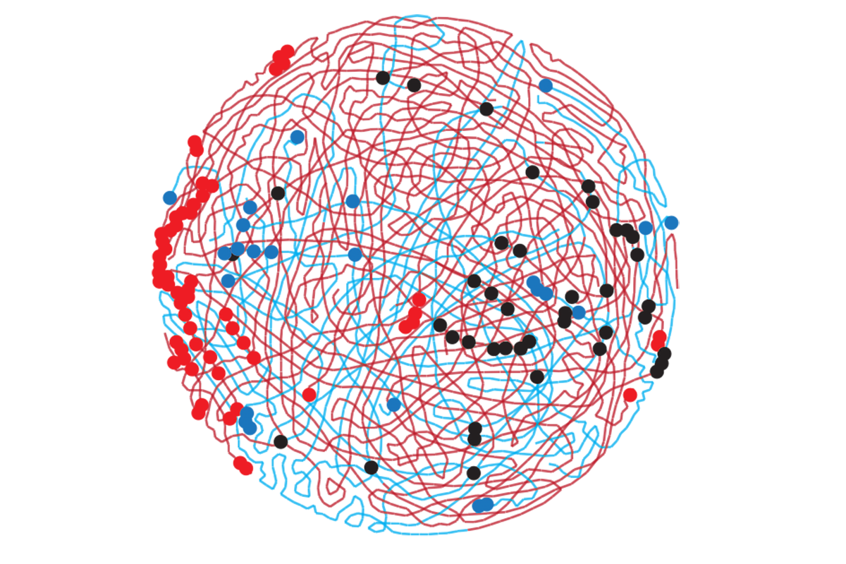 Red and blue chromosomal 'arms' swirl in a circle, with red, blue and black dots heavily concentrated on the far left and middle right sides of the circle. 