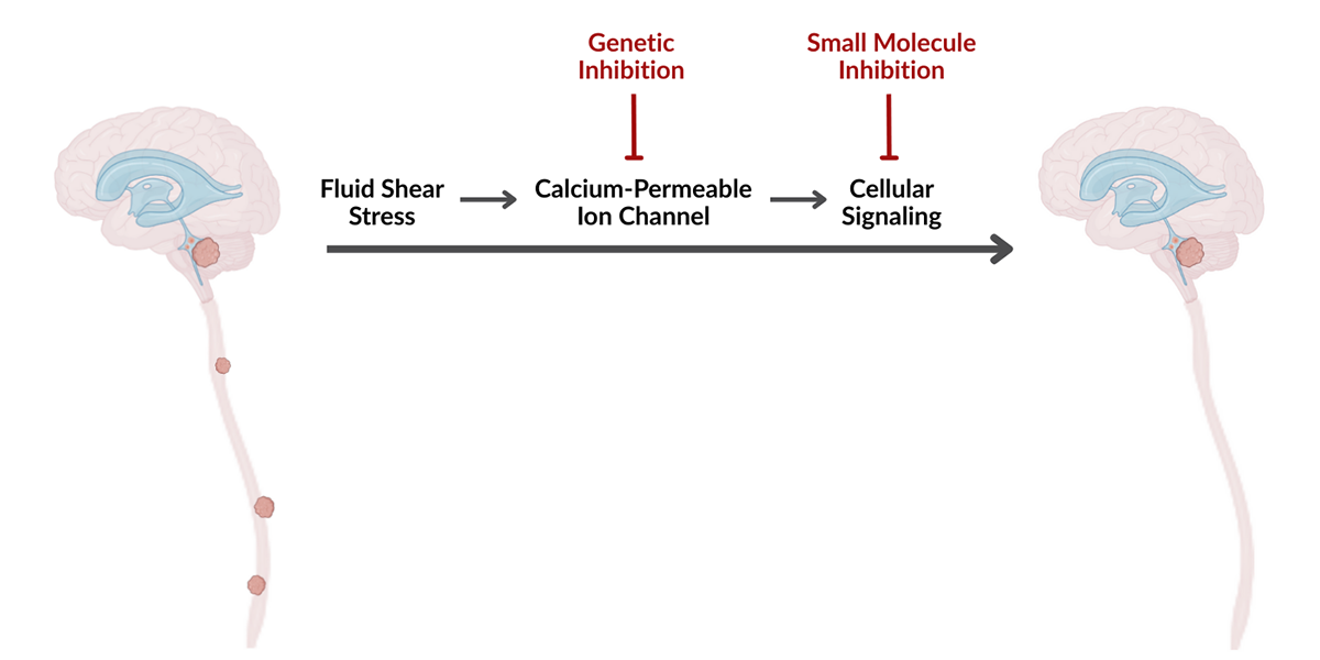 An illustration showing a brain and spinal cord with multiple clusters of tumour cells and an arrow pointing to a brain a spinal cord with only tumour cells in the brain. Along the arrow text shows fluid shear stress leads to calcium-permeable ion channel and cellular signaling. With generic and small molecule inhibition, the tumour cells are limited to the brain.