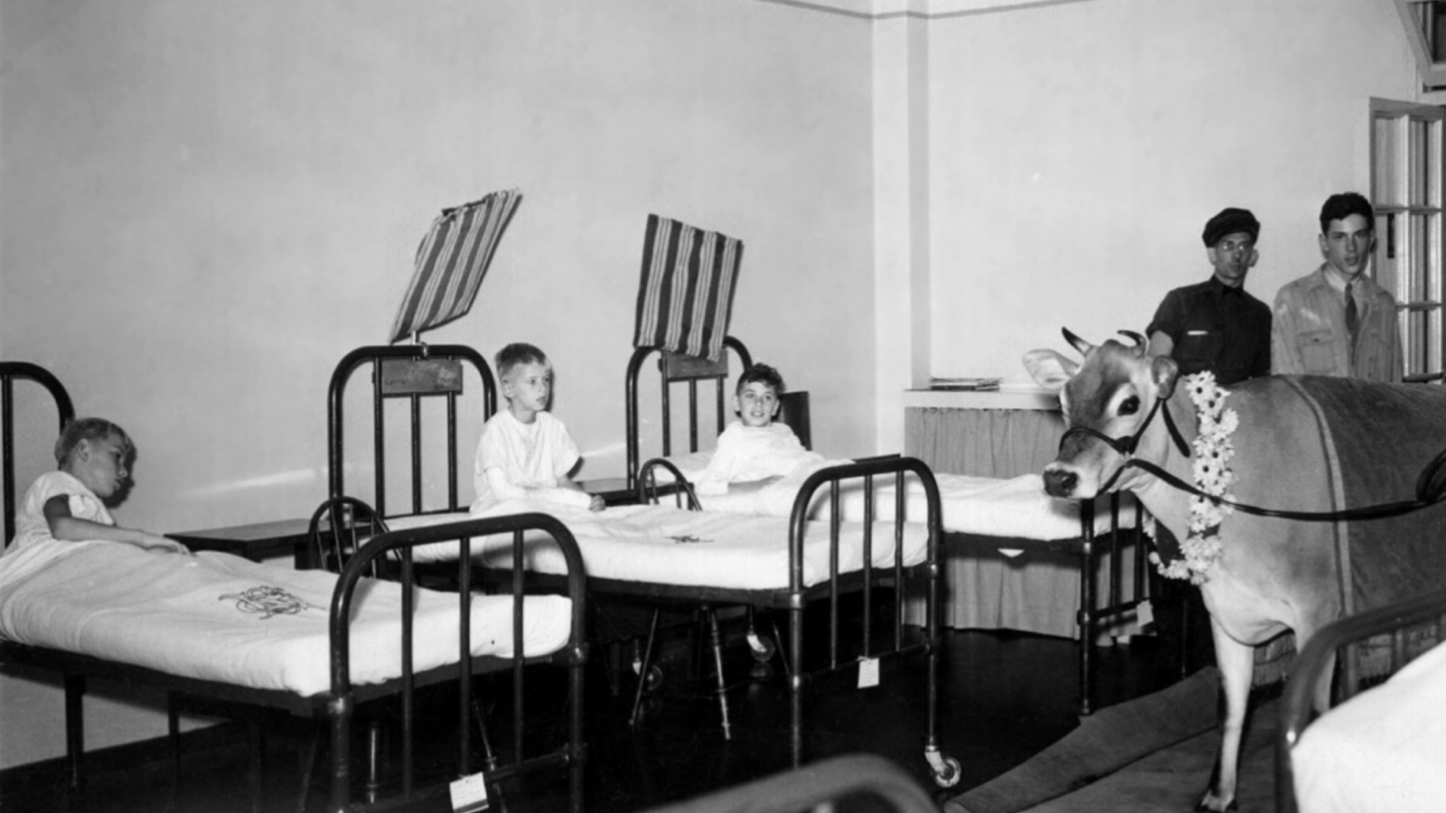 A vintage black and white photograph of a children's hospital ward with three young patients in beds and a cow being led into the room by two men.