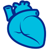 Medical illustration of a heart