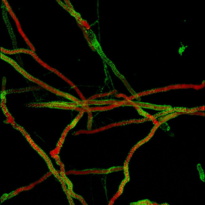 Black background with red and green lines across.