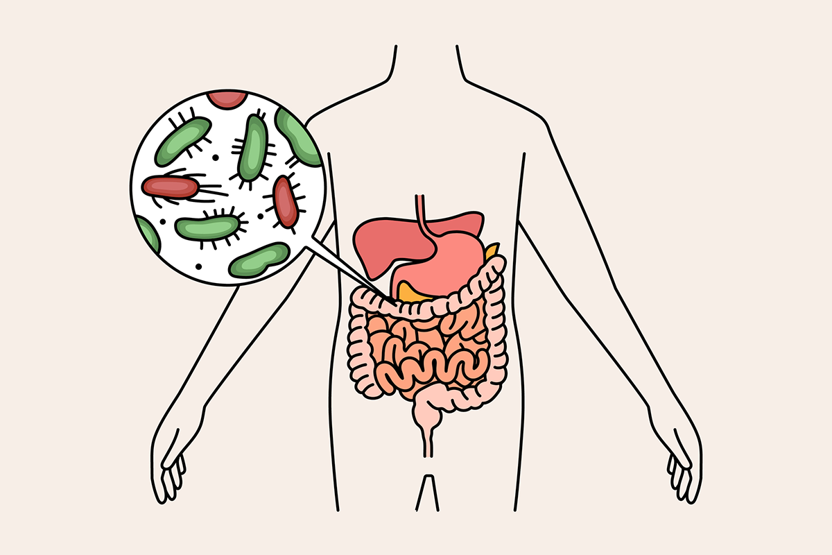 A drawing of a human digestive system with a white circle showing a close up of gut bacteria.