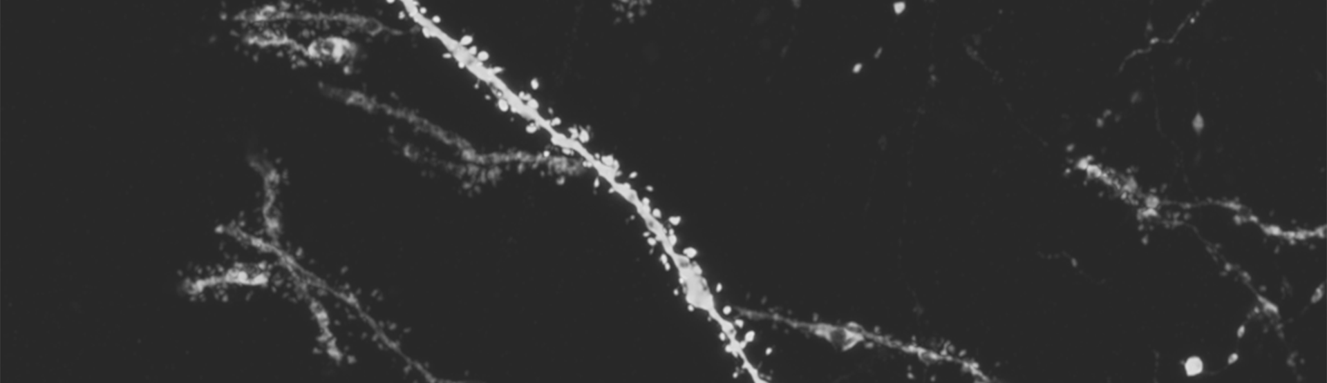 A white line with small dots around it against a dark background.