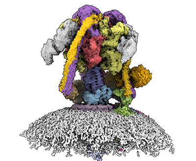 A brightly coloured coral-like structure on top of white hemisphere of squiggly lines.
