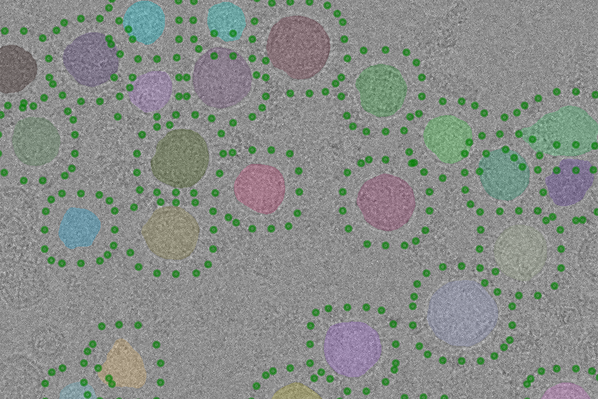 Blue, purple and green circles are surrounded by smaller green circles against a grey background.