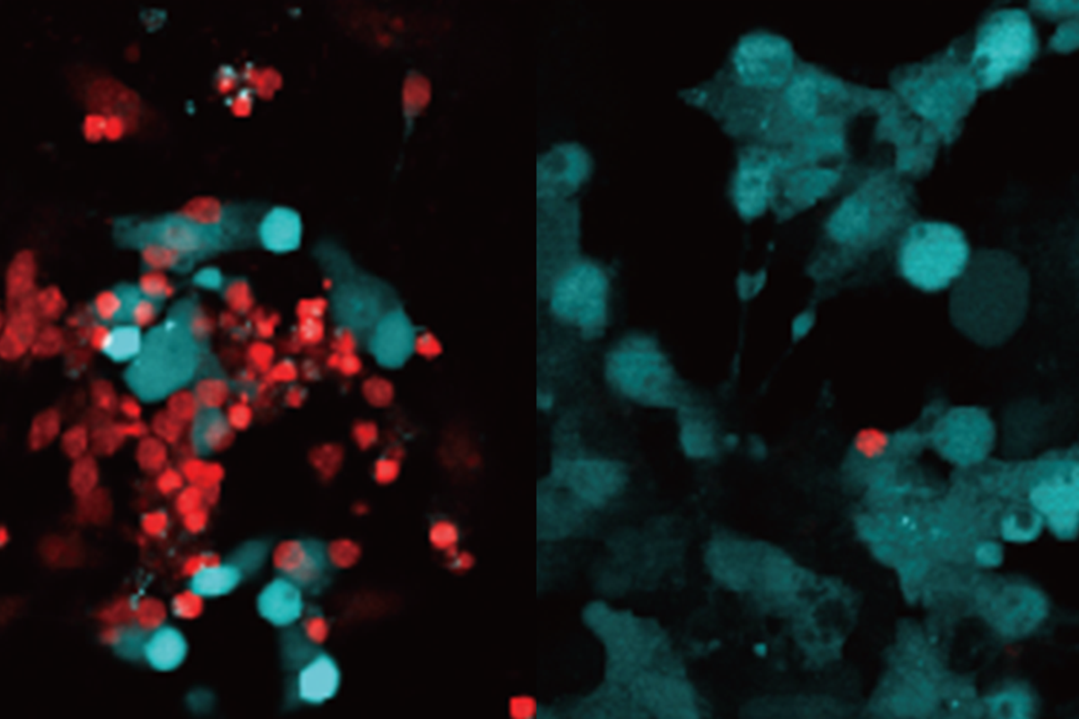 Turquoise and red dots on a black background.