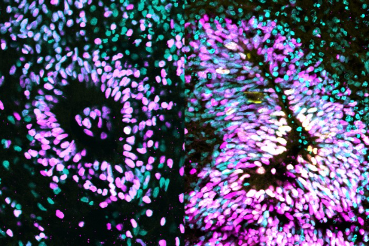 Purple, white and turquoise flecks of colour against a black backgorund.