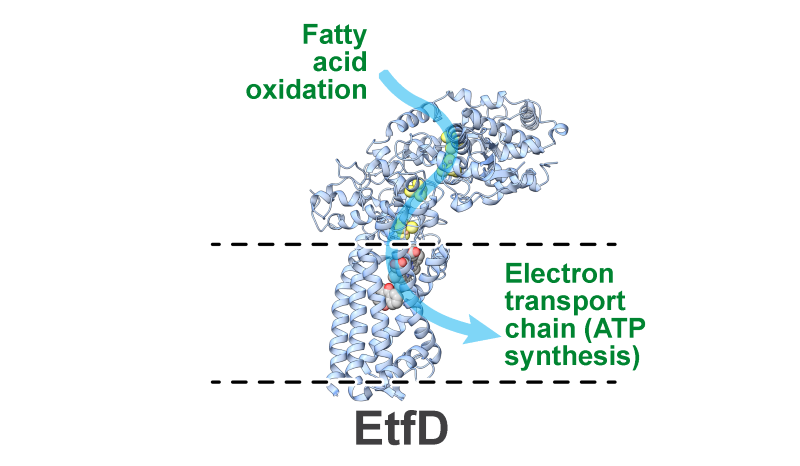 A structural illustration of the EtfD protein shown as a ribbon-like 3D model spanning a cell membrane. A green arrow labeled ‘Fatty acid oxidation’ points to the upper portion of the protein, and a blue arrow labeled ‘Electron transport chain (ATP synthesis)’ points to the lower portion. The image visually represents EtfD acting as a connector that transfers electrons from fatty acid metabolism to the electron transport chain.
