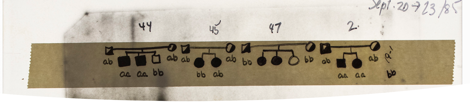 Four diagrams drawn on a piece of tape attached to a sheet of paper. The diagrams show a square and circle (each coloured white and black) connected by a line. Descending from the line are more circles and/or squares that are coloured either white or black.